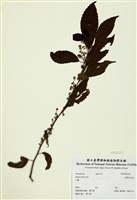 藏品(臺灣山桂花)的圖片